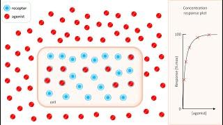 What are spare receptors in Pharmacology? Their relationship to drug action.