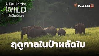 ฤดูกาลในป่าผลัดใบ  A Day in the WILD