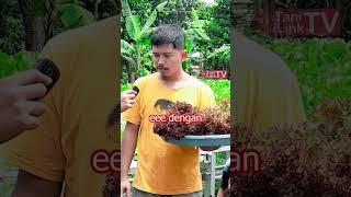 Raup Untung 5 Jutaan dari Budidaya Sayur Hidroponik Skala Rumahan #seladahidroponik