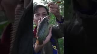 ikan betok gunungsarisubang#shorts