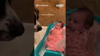 Dog protects baby from bath