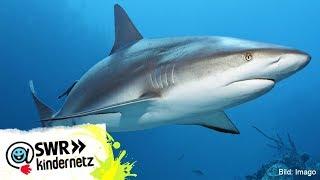 Wie gefährlich sind Haie?  OLIs Wilde Welt  SWR Kindernetz