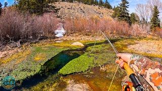 Fly Fishing a TINY Creek For Big Trout Brown Trout Fishing HEAVEN