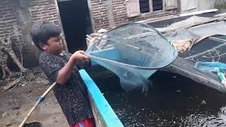 ternak ikan toman di kolam beton