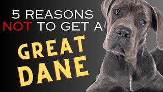 5 Reasons NOT to Get a Great Dane   Dogs 101