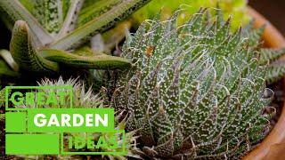 Succulents 101  GARDEN  Great Home Ideas