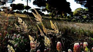 EFÍMERO  de la Naturaleza fugaz o fugaz naturaleza...  Videocreación