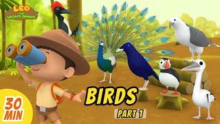 Birds Minisode Compilation Part 12 - Leo the Wildlife Ranger  Animation  For Kids