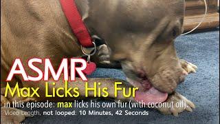 Max Licks  His Fur  Part 4  ASMR DOG LICKING