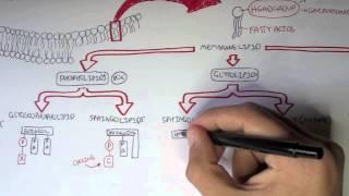 Cell Membrane II - Types of Lipid Membranes