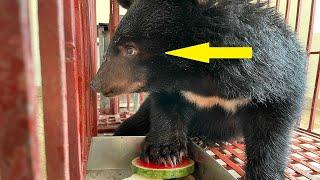 A Bear Cub Was Going To Be Illegally Traded Then a Group of Bikers Showed Up