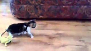 Funny Scared Kitten over Iguana