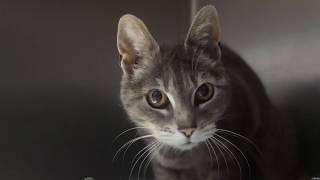 Bringing Your Foster Cat Home - flash class