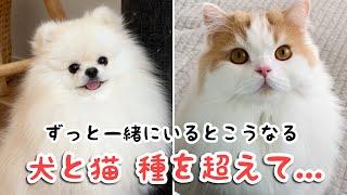 犬と猫。仲良くなれないと言われたけど、一緒に色んな遊び方が出来るようになった2人に感動しました！