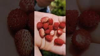 Wild Strawberries  #shorts #strawberry #foraging #wildfood