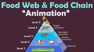 FOOD WEB & FOOD CHAIN  Animation