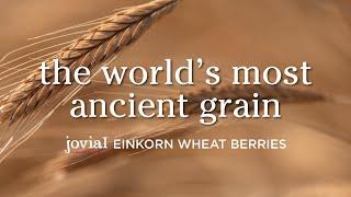 Jovial Einkorn Wheat Berries The Worlds Most Ancient Grain