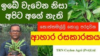 ලංකාවෙ ඉබේ වැවෙන පිටරට ලොකු මුදලකට විකිනෙන “අඳු”  Long Coriander  Ceylon Agri Episode 56