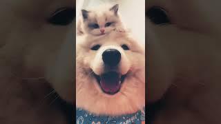 Adorable Cats And Dogs The Ultimate Best Friend Duo ️ #animallovers #shorts