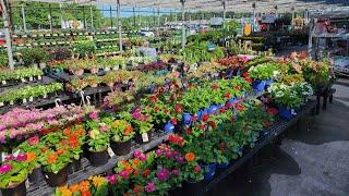 Walmart mid-June plant inventory. New Perennials and lots of annuals.