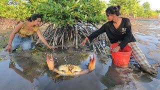 Catching Many Huge Mud Crabs In Muddy after Water Low Tide