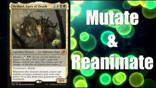 Lets Build a Mutate and Reanimate Commander Deck led by Netheroi Apex of Death