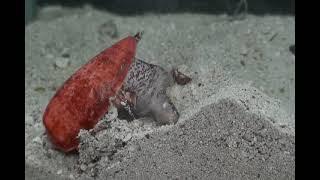 Venomous Cone Snails