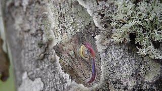 Mossy Leaf-Tailed Gecko Camouflages With Tree Bark