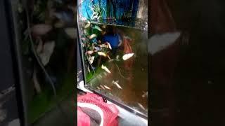 Ikan cupang dalam aquascape