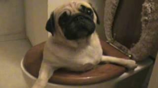 Pug Falls in Toilet