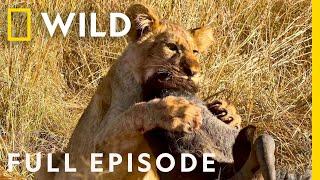 Wildlife Wars Natures Most Epic Brawls Full Episode  Animal Fight Night