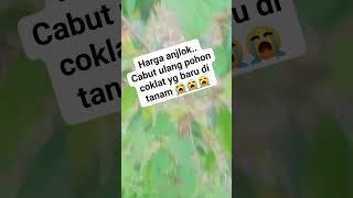 Efek Harga Kakao Turun Petani Cabut Kakao#kakao #petanikakao #coklat #caco