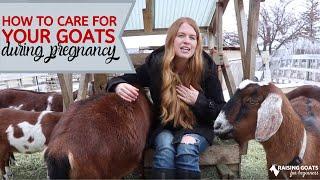 Goat Pregnancy Care