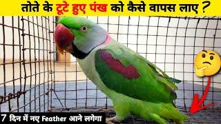 तोते के टूटे हुए पंख को कैसे वापस लाए ? How to cure parrot broken tail ? in Hindi 