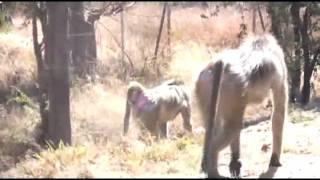Is this baboon gay?   Zambia africa