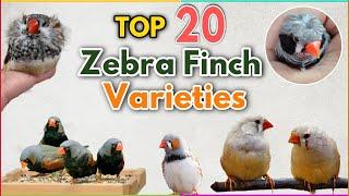 Top 20 most Beautiful Zebra Finches Colour Mutations  Zebra finch Varieties  Types of zebra finch