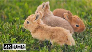 Cute Bunny Video with Relaxing Piano Music  Soothing Music for Stress Relief 4K Videos