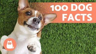 100 FACTS About DOGS That Will Surprise You  Discover them