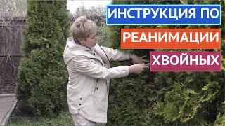 КАК ВОССТАНОВИТЬ ХВОЙНЫЕ ПОСЛЕ ЗИМЫ