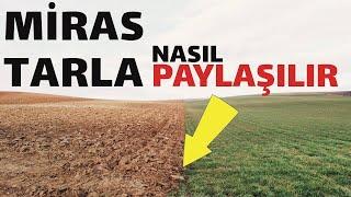 Miras kalan tarla nasıl paylaşılır 6537 sayılı kanun nasıl uygulanır