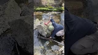 EPIC HOW TO CATCH FISH BY HAND  #fishing #shorts
