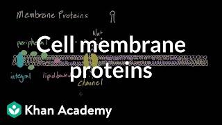 Cell membrane proteins  Cells  MCAT  Khan Academy