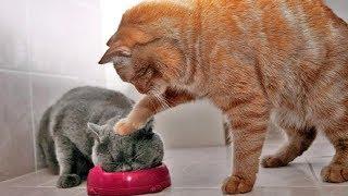 「かわいい猫」 笑わないようにしようとしてください - 最も面白い猫の映画 #266