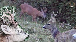 Bockjagd 2023  In den Auen der Sava  Hunting Roebucks in the Sava floodplains