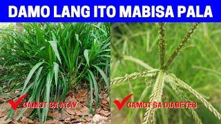 DAMO LANG ITO SA PILIPINAS MAHUSAY PALANG HERBAL PLANT