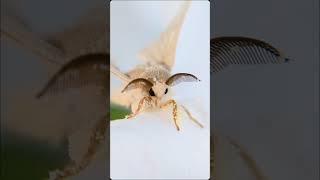 why are moths so beautiful #moths #silkmoth #animals #moth #domesticsilkmoth #bombyxmori