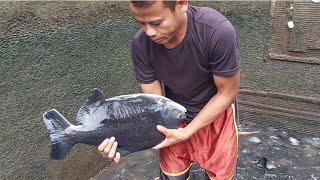 MANTAP PAGI-PAGI NGECEK INDUK IKAN BAWAL BERAT PER EKOR MENCAPAI 46KG