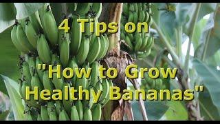 4 Tips on How to Grow Healthy Organic Bananas with Brendon McKeon