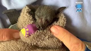 Premature orphan flying-fox in care  this is Billi Maree days 3-6