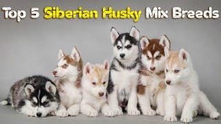 Top 5 Siberian Husky Mix Breeds You Havent Heard Of